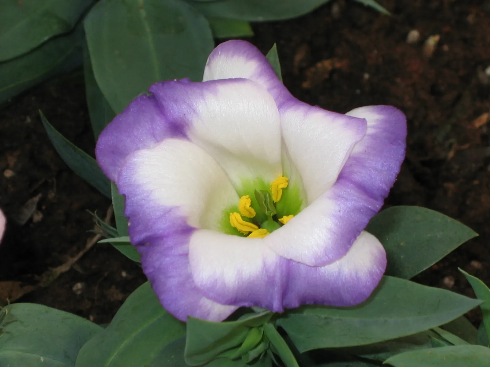 Lisianthus (Eustoma Grandiflorum) — blue and pink and purple and white flowers in the garden; it's a drought-tolerant, low-maintenance choice, ideal for cut