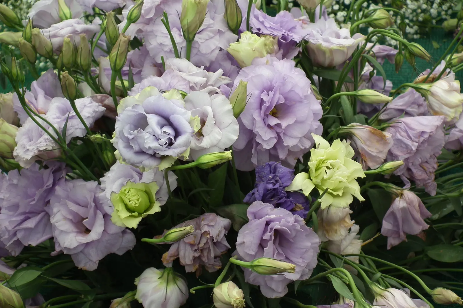 Lisianthus (Eustoma Grandiflorum) — These flowers are supremely suited for cutting gardens; originating from warm regions of the American South