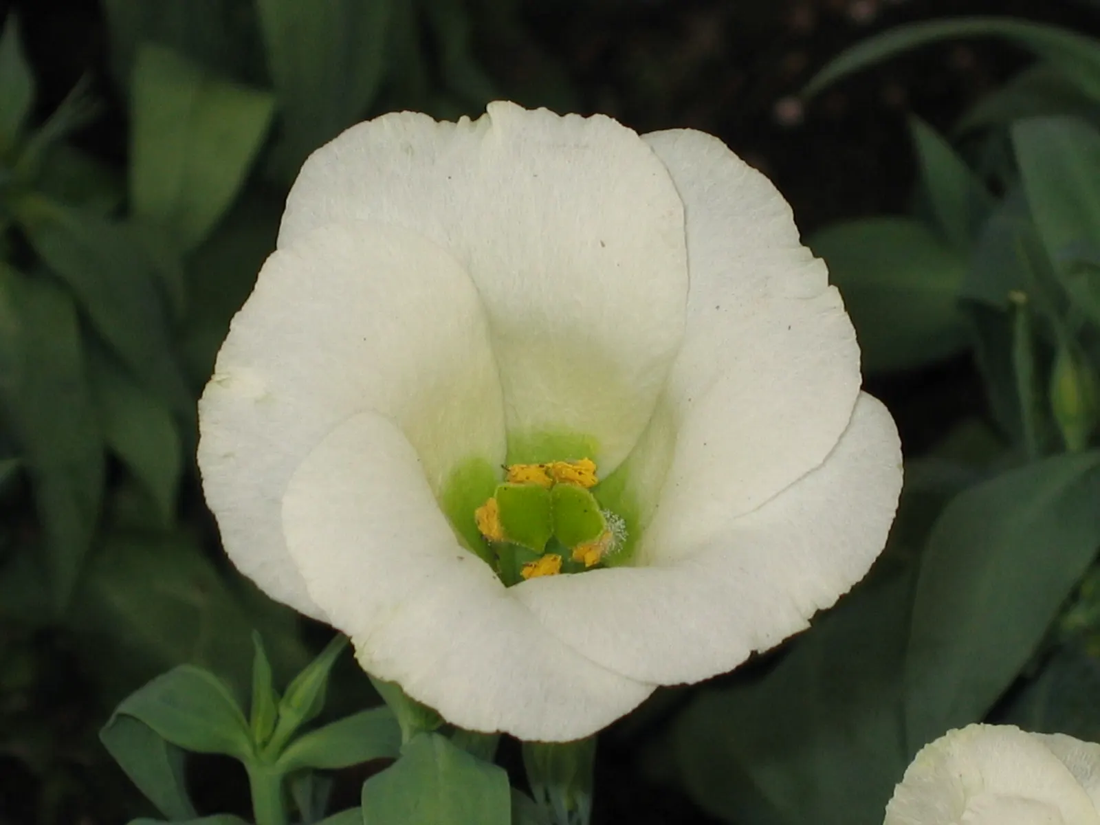 Lisianthus (Eustoma Grandiflorum) — annual / biennial for full; regular deadheading will promote continued blooming and robust growth throughout the season