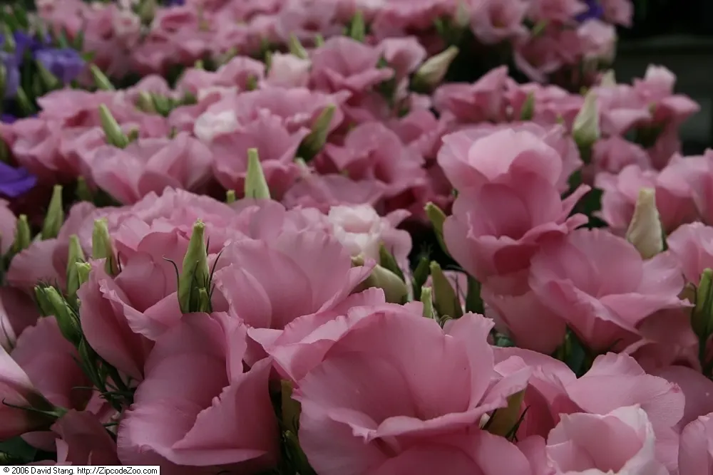 Lisianthus (Eustoma Grandiflorum) — scientifically known as Eustoma grandiflorum; water regularly to maintain moist soil but avoid overwatering as, image 50
