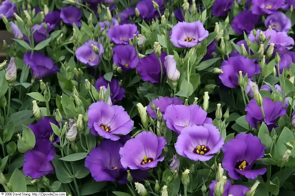 Lisianthus (Eustoma Grandiflorum) — ensuring their role as a favored choice for floral arrangements.<br><br>For a successful Lisianthus display; annual /