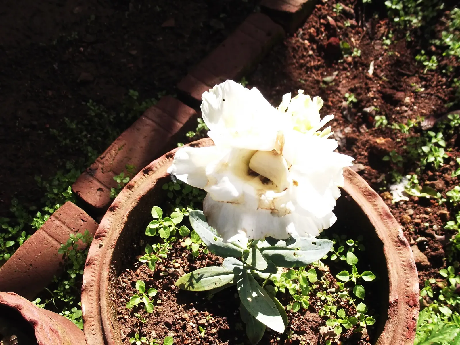 Lisianthus (Eustoma Grandiflorum) — annual / biennial with blue and pink and purple and white blooms; and can be single or double
