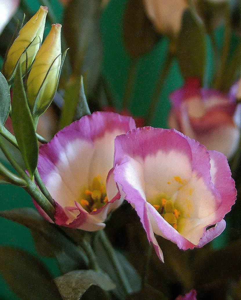 Lisianthus (Eustoma Grandiflorum) — requiring a minimum of six hours of direct sunlight daily