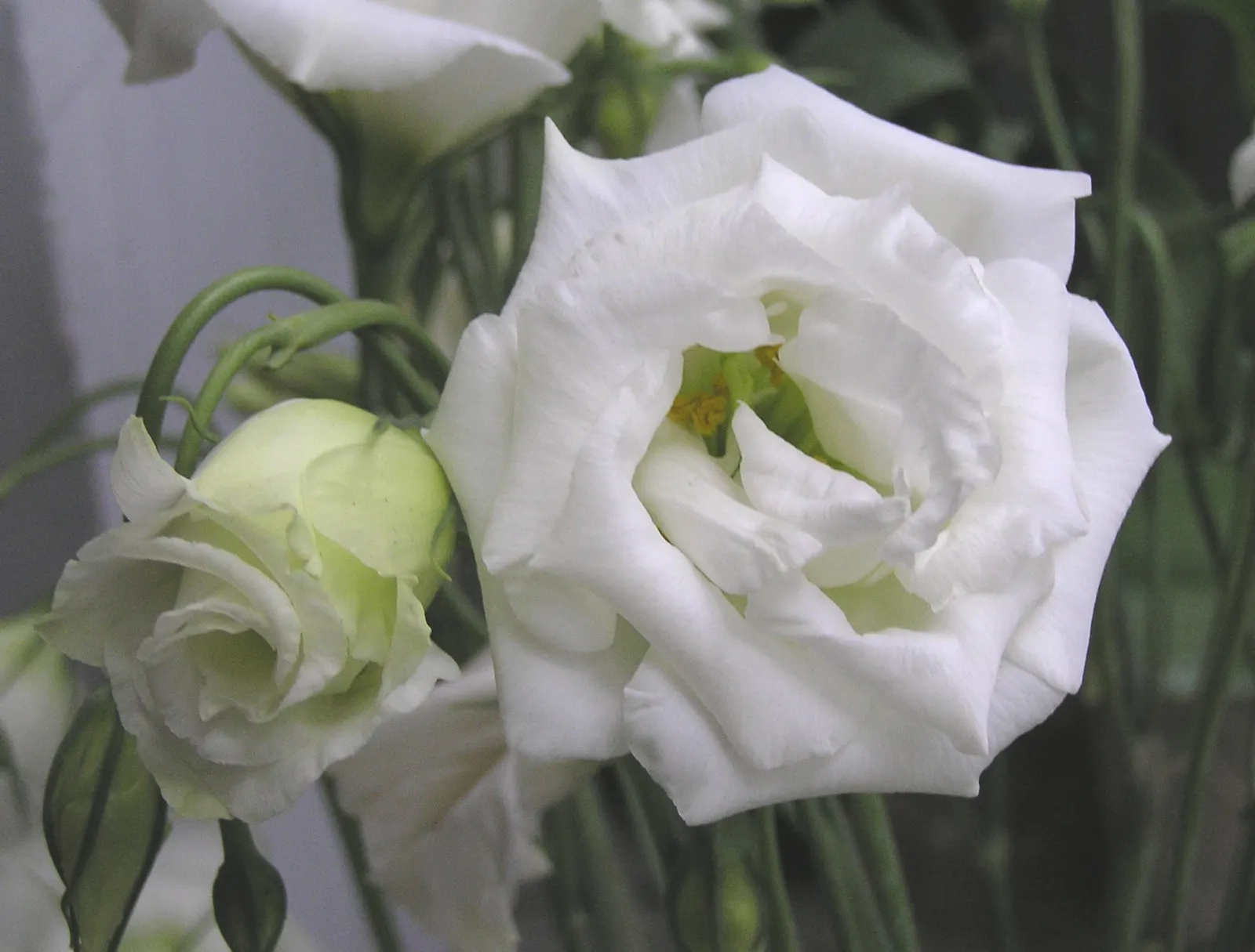 Lisianthus (Eustoma Grandiflorum) — The plant flourishes in full sun; heralds elegance with its lush, image 54