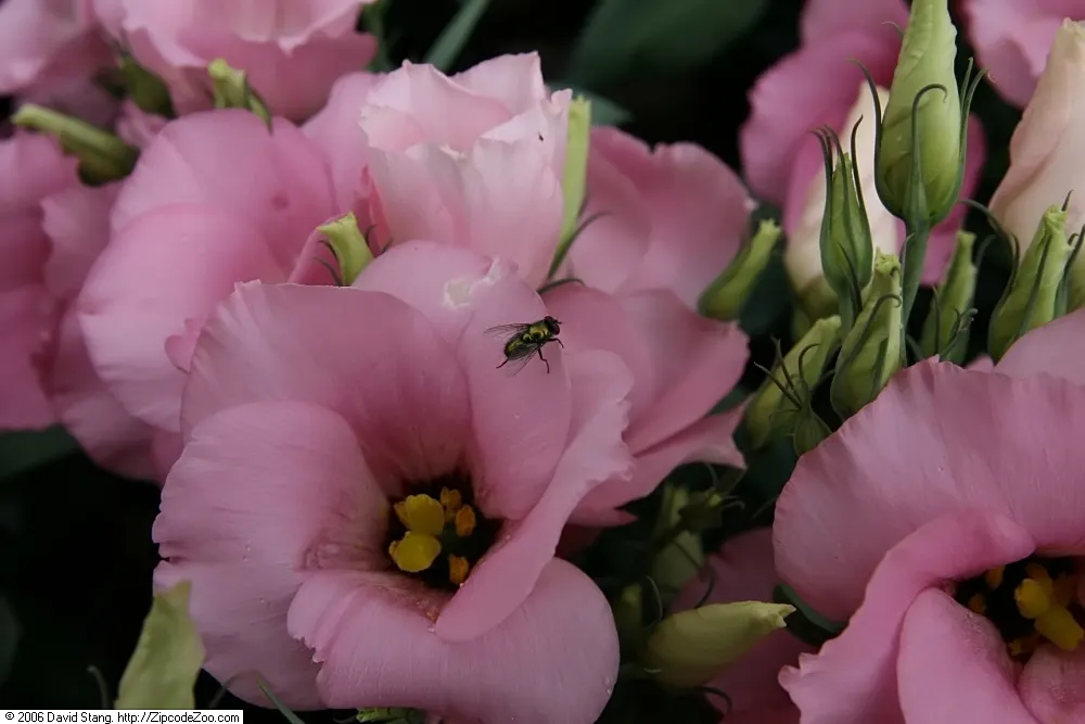 Lisianthus (Eustoma Grandiflorum) — The plant flourishes in full sun; heralds elegance with its lush, image 76