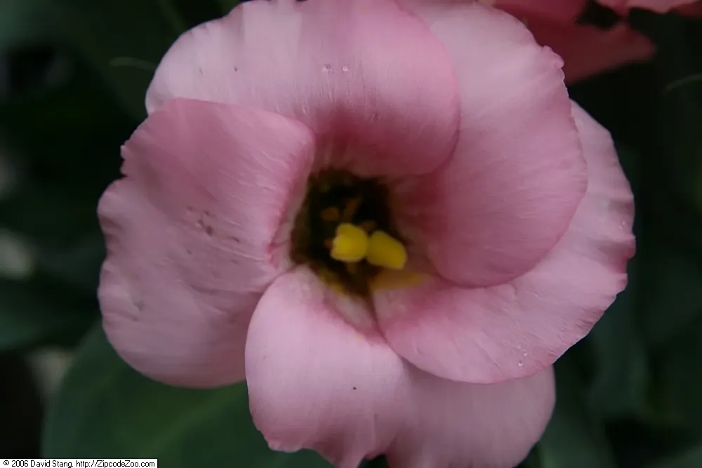 Lisianthus (Eustoma Grandiflorum) — It's a drought-tolerant, low-maintenance choice, ideal for cut flowers with their notable vase life; the plant, image 49