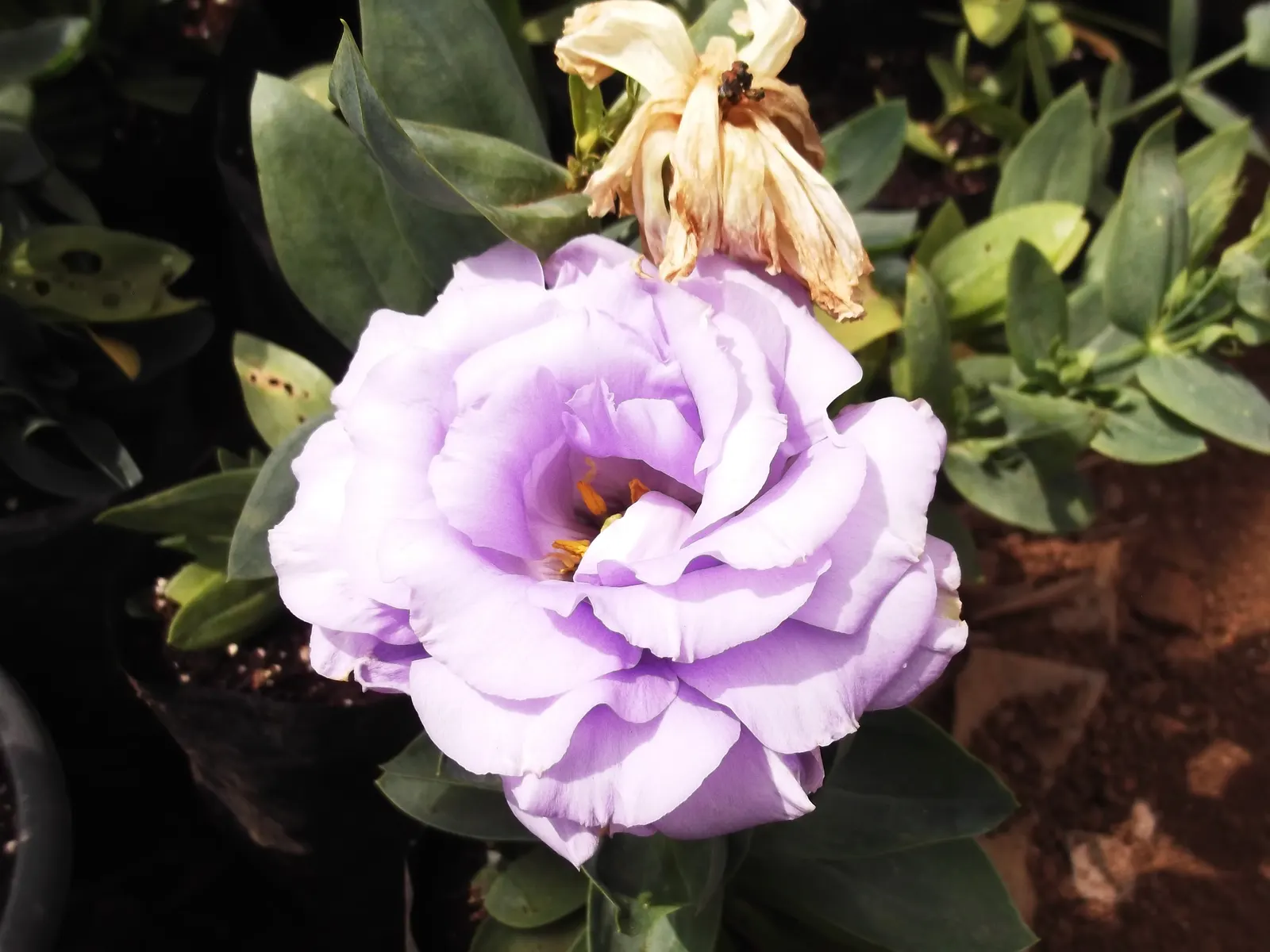 Lisianthus (Eustoma Grandiflorum) — resembling a more delicate form of a rose