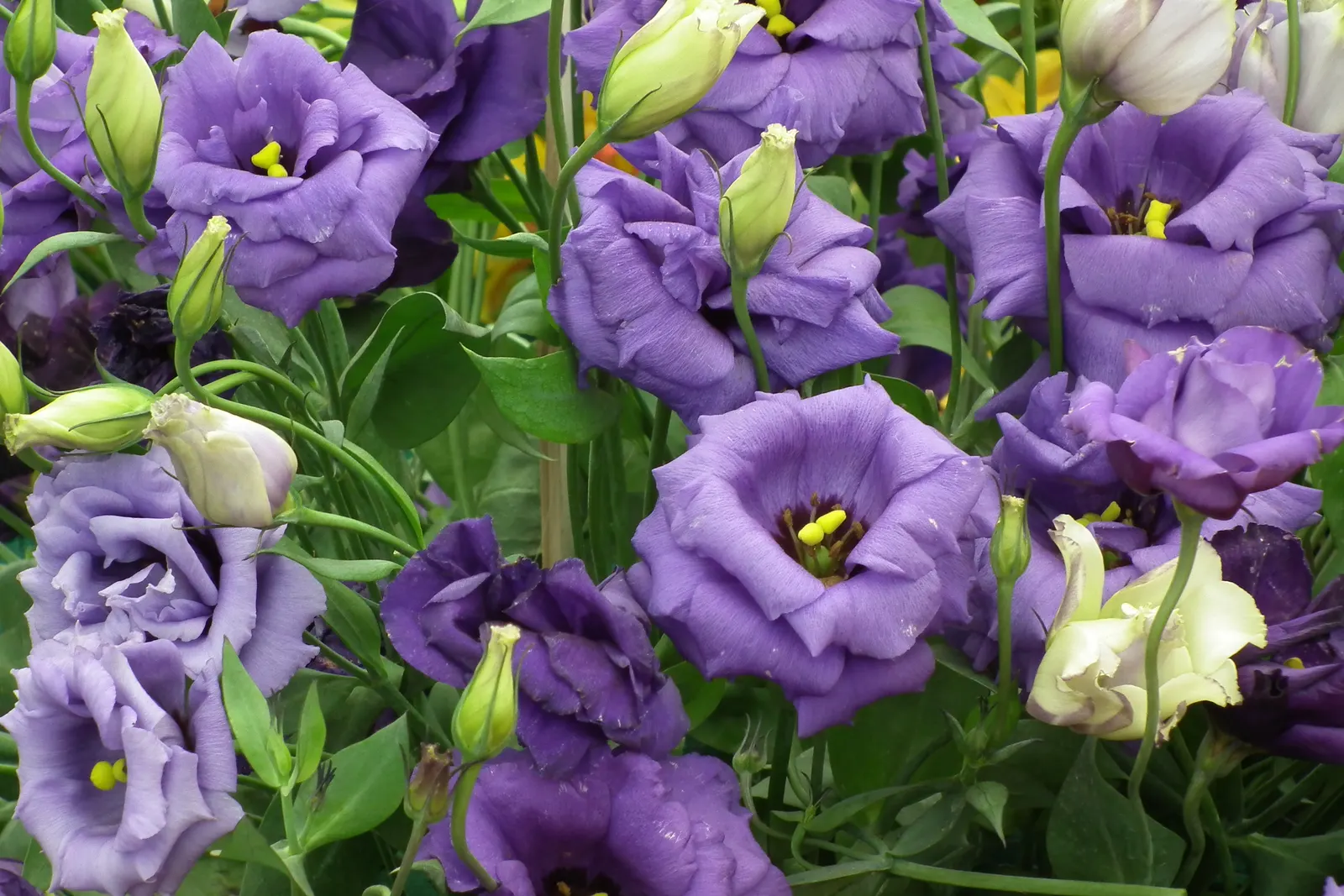 Lisianthus (Eustoma Grandiflorum) — blue and pink and purple and white flowers in the garden