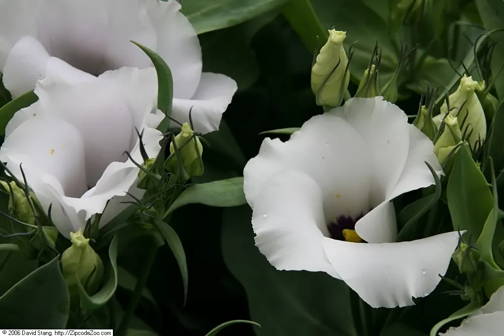 Lisianthus (Eustoma Grandiflorum) — regular deadheading will promote continued blooming and robust growth throughout the season