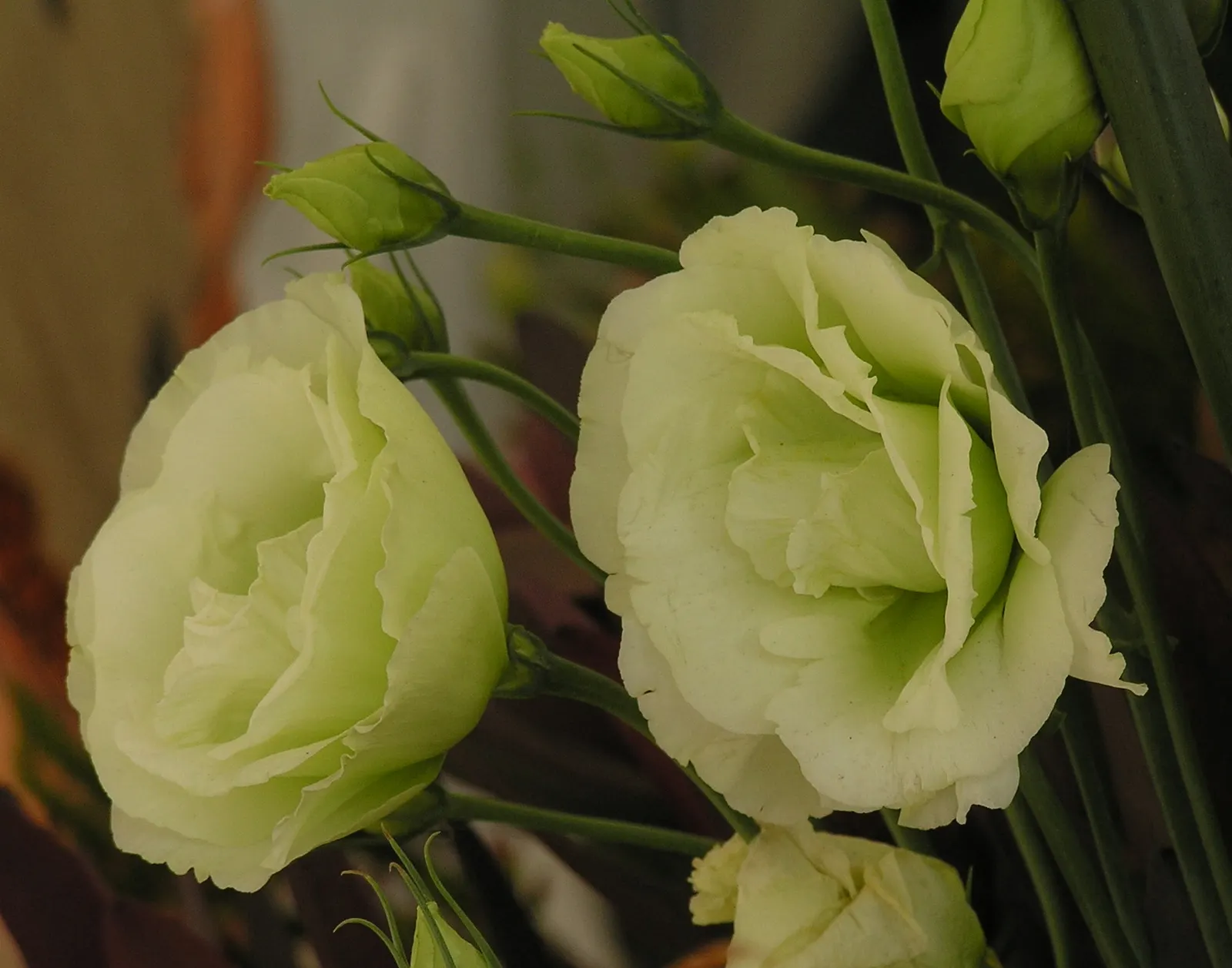 Lisianthus (Eustoma Grandiflorum) — water regularly to maintain moist soil but avoid overwatering as this plant is susceptible to root rot, image 61