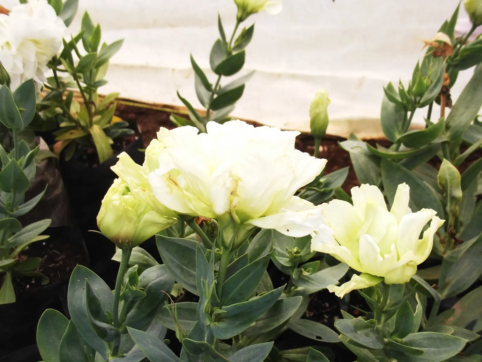 Lisianthus (Eustoma Grandiflorum) — Originating from warm regions of the American South; wide-ranging color palette encompassing pastels to deep, image 73