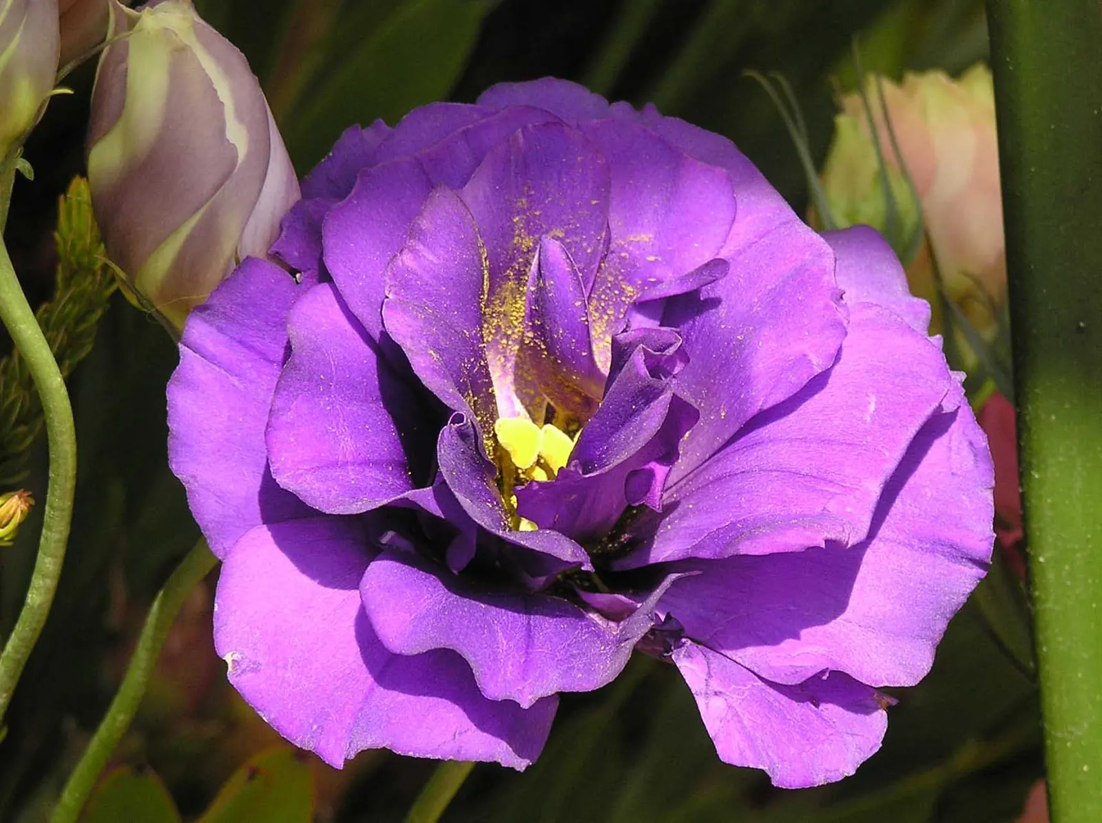 Lisianthus (Eustoma Grandiflorum) — The plant flourishes in full sun