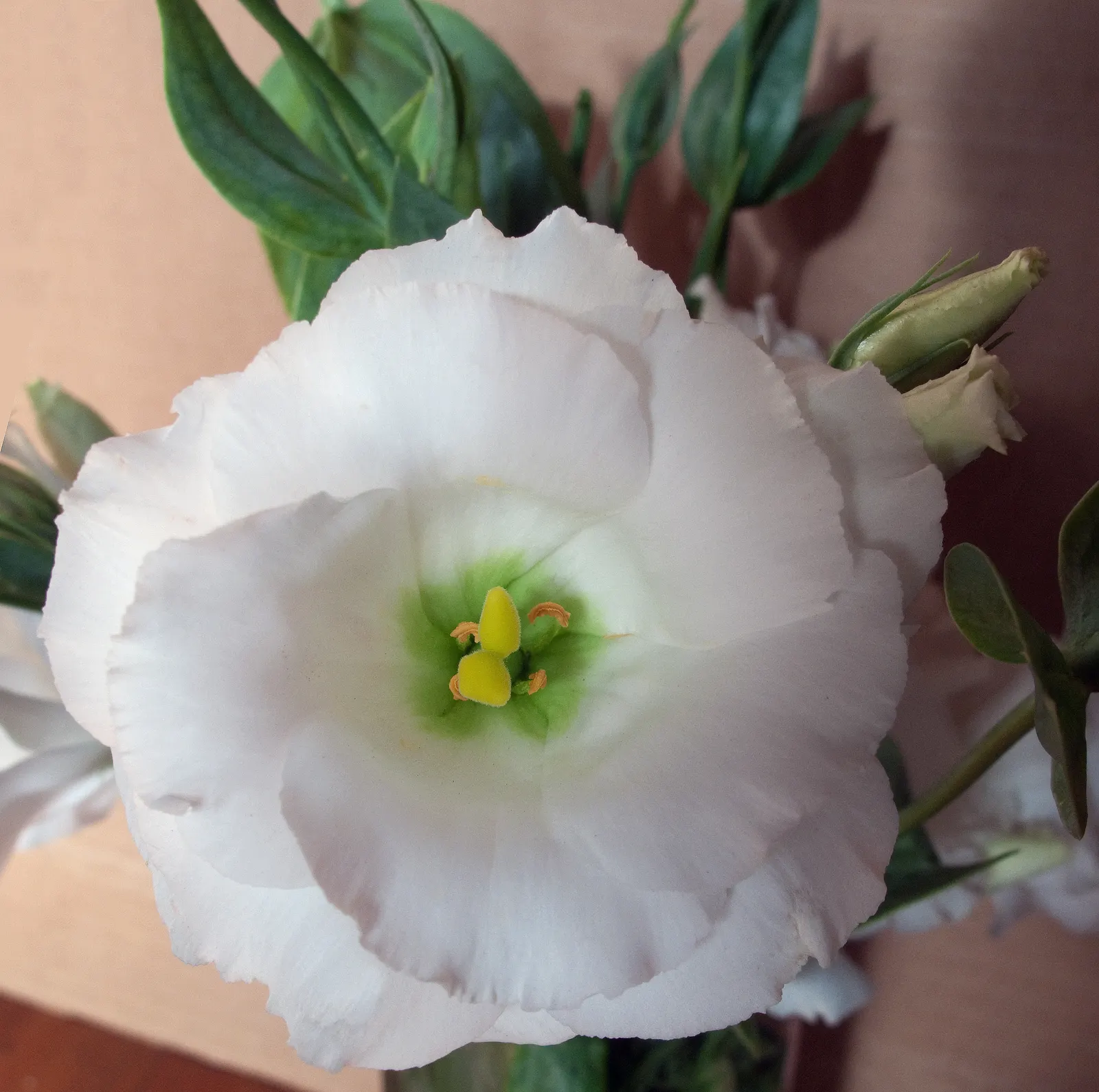 Lisianthus (Eustoma Grandiflorum) — requiring a minimum of six hours of direct sunlight daily; resembling a more delicate form of a rose