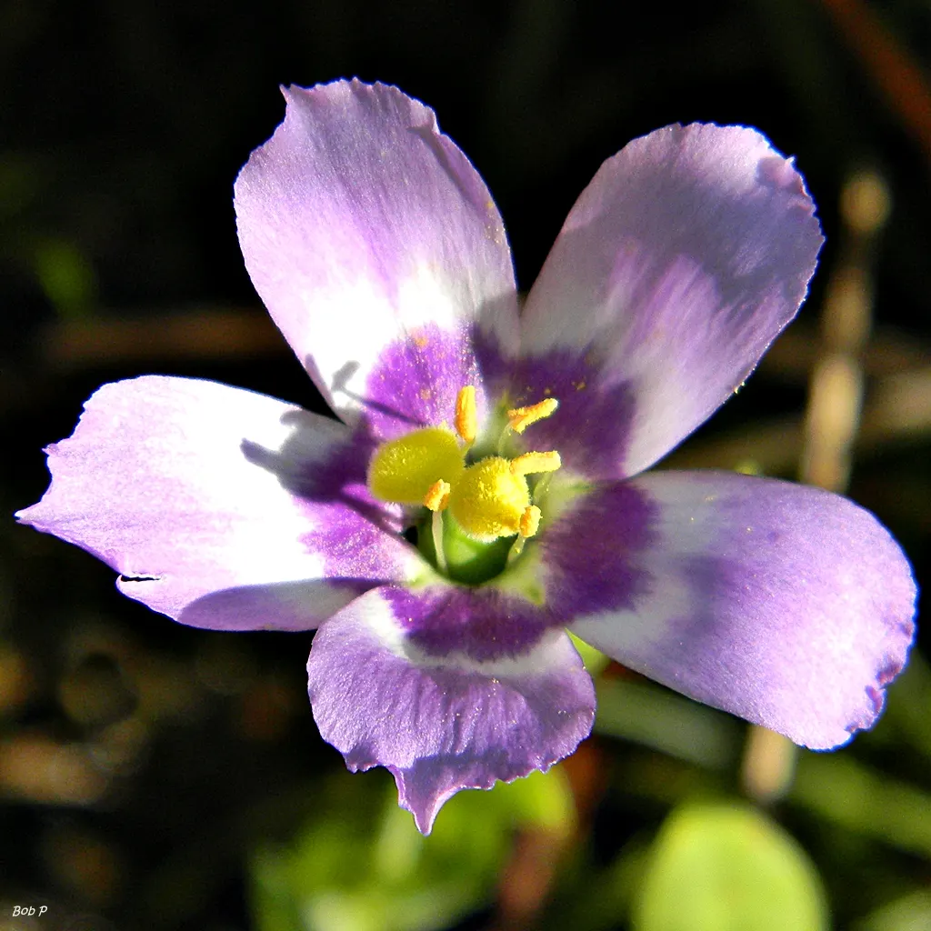 Lisianthus (Eustoma Grandiflorum) — requiring a minimum of six hours of direct sunlight daily; resembling a more delicate form of a rose, image 77