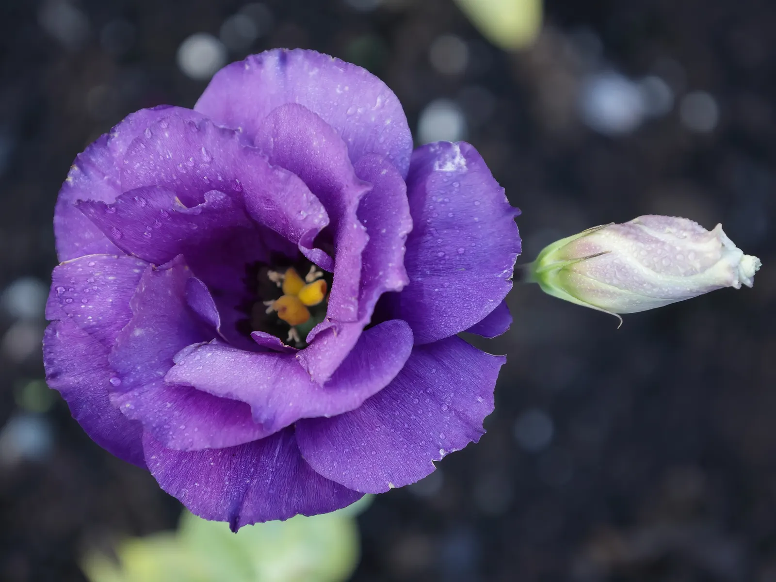Lisianthus (Eustoma Grandiflorum) — wide-ranging color palette encompassing pastels to deep hues; requiring a minimum of six hours of direct sunlight daily