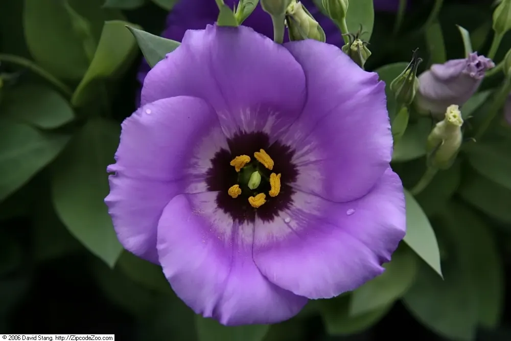Lisianthus (Eustoma Grandiflorum) — The ruffled bell-shaped blooms, up to 3 inches across, sit atop slender stems reaching 1‚Äì3 feet in height, image 47