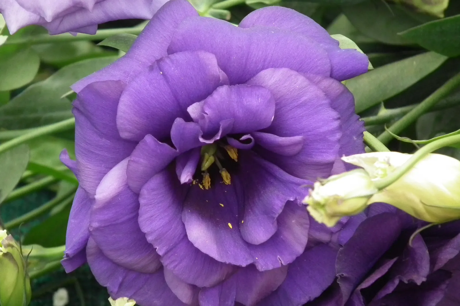 Lisianthus (Eustoma Grandiflorum) — Preferring full sun, this perennial (often grown as an annual) graces gardens with a long flowering period