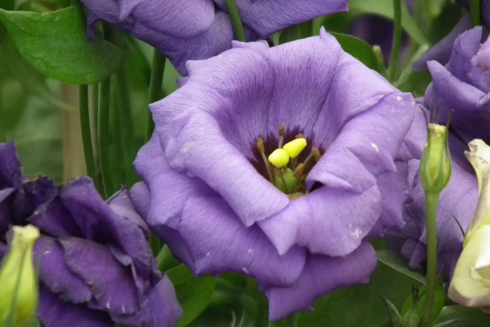 Lisianthus (Eustoma Grandiflorum) — the Lisianthus can reach heights of up to 24 inches with a spread of about 12 inches; ensuring their role as a, image 53