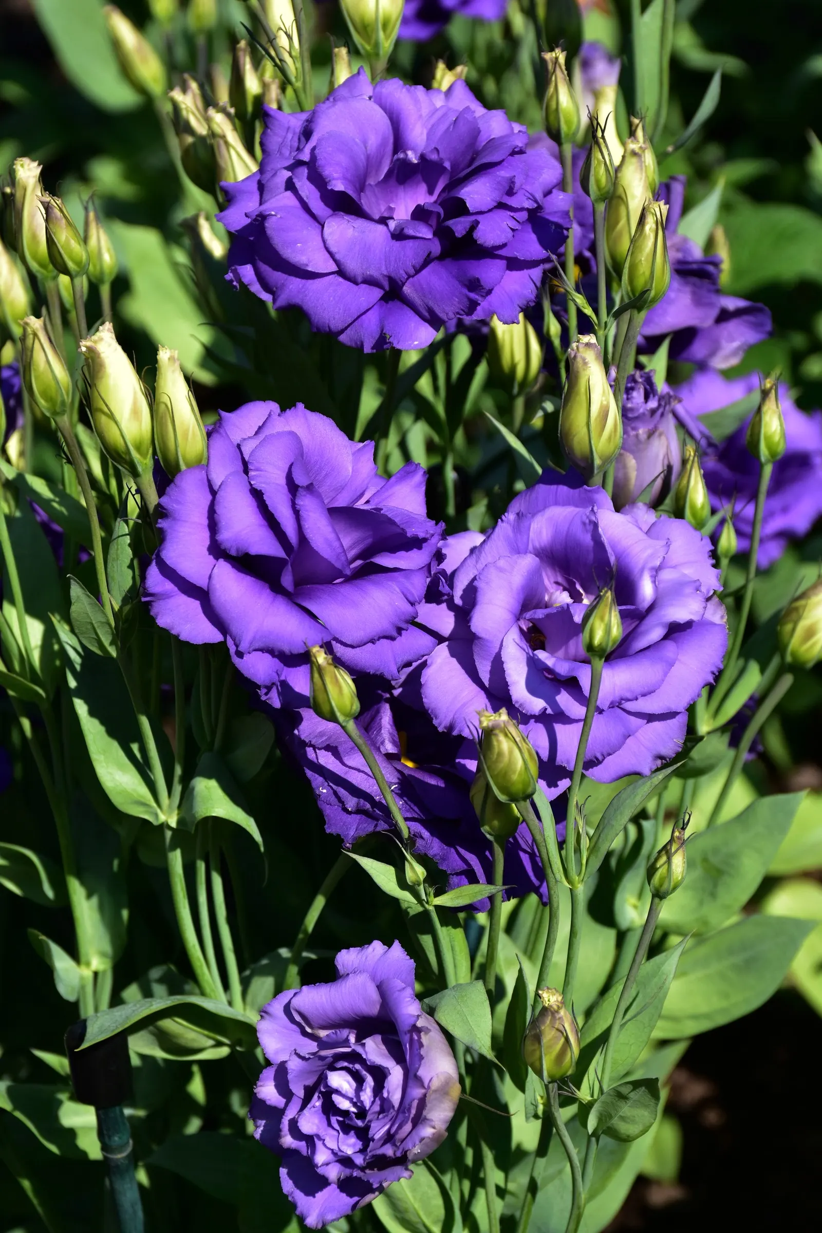 Lisianthus (Eustoma Grandiflorum) — blue and pink and purple and white flowers in the garden; it's a drought-tolerant, low-maintenance choice, image 64