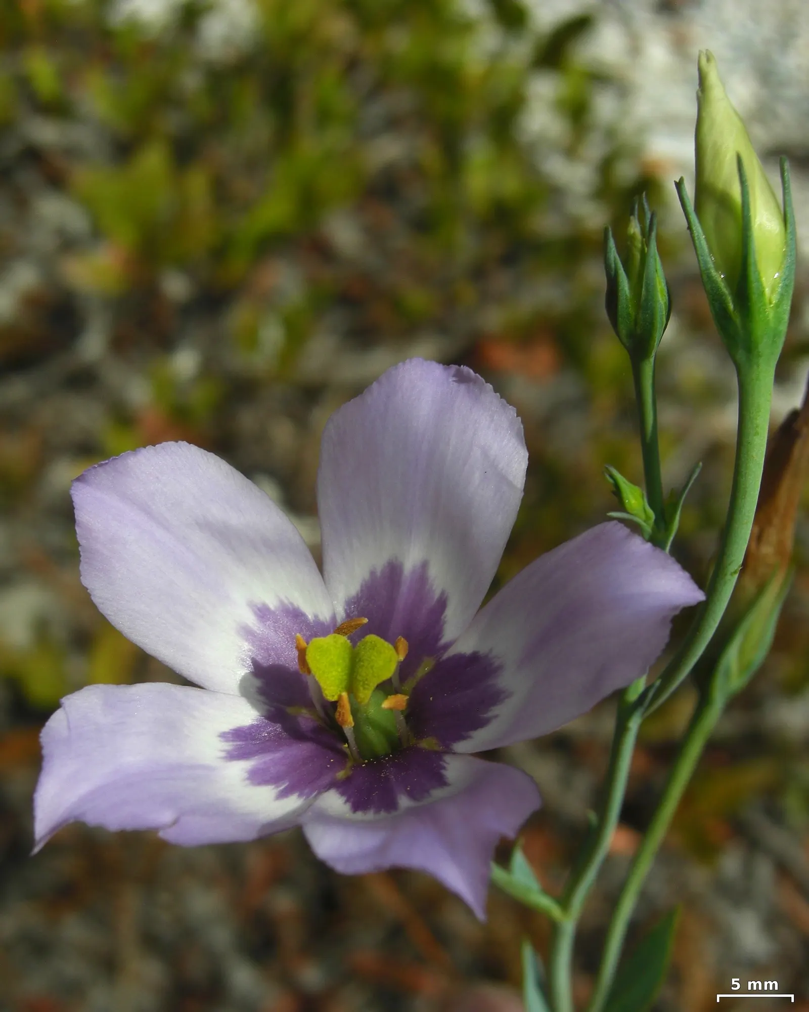 Lisianthus (Eustoma Grandiflorum) — regular deadheading will promote continued blooming and robust growth throughout the season; blue and pink and, image 63
