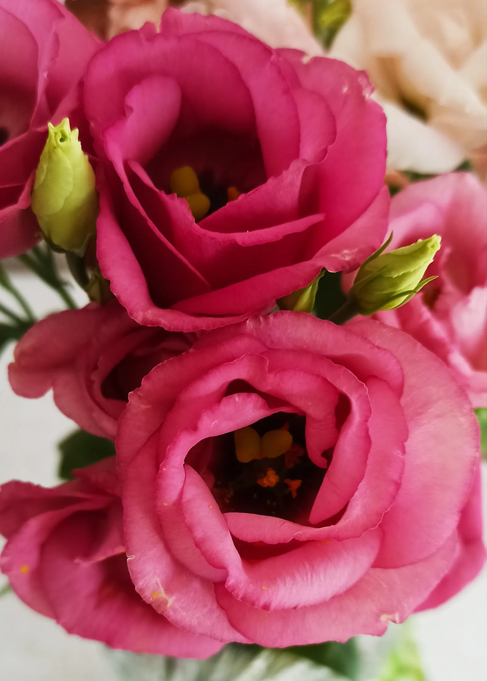 Lisianthus (Eustoma Grandiflorum) — water regularly to maintain moist soil but avoid overwatering as this plant is susceptible to root rot