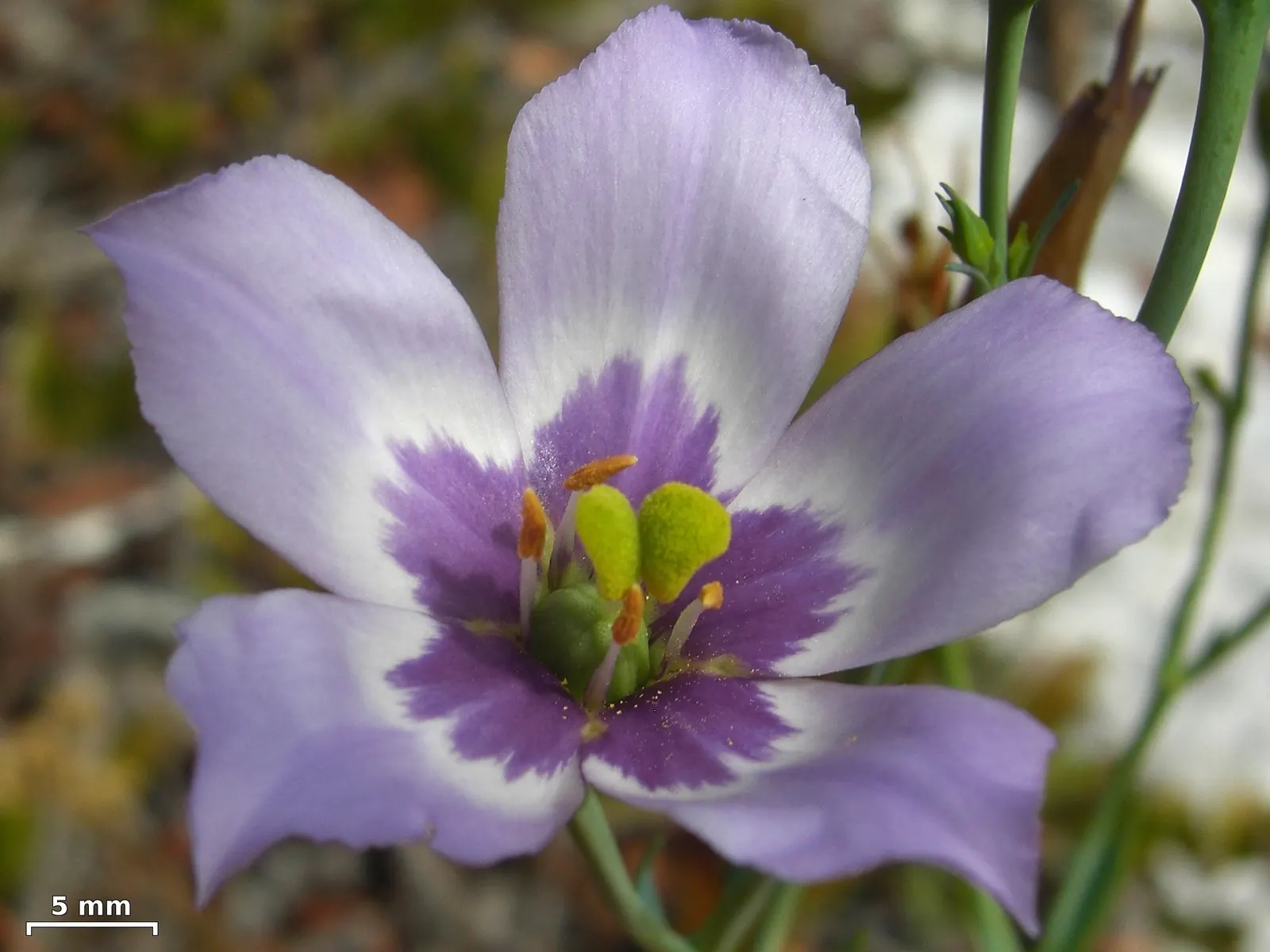 Lisianthus (Eustoma Grandiflorum) — These flowers are supremely suited for cutting gardens; originating from warm regions of the American South, image 58