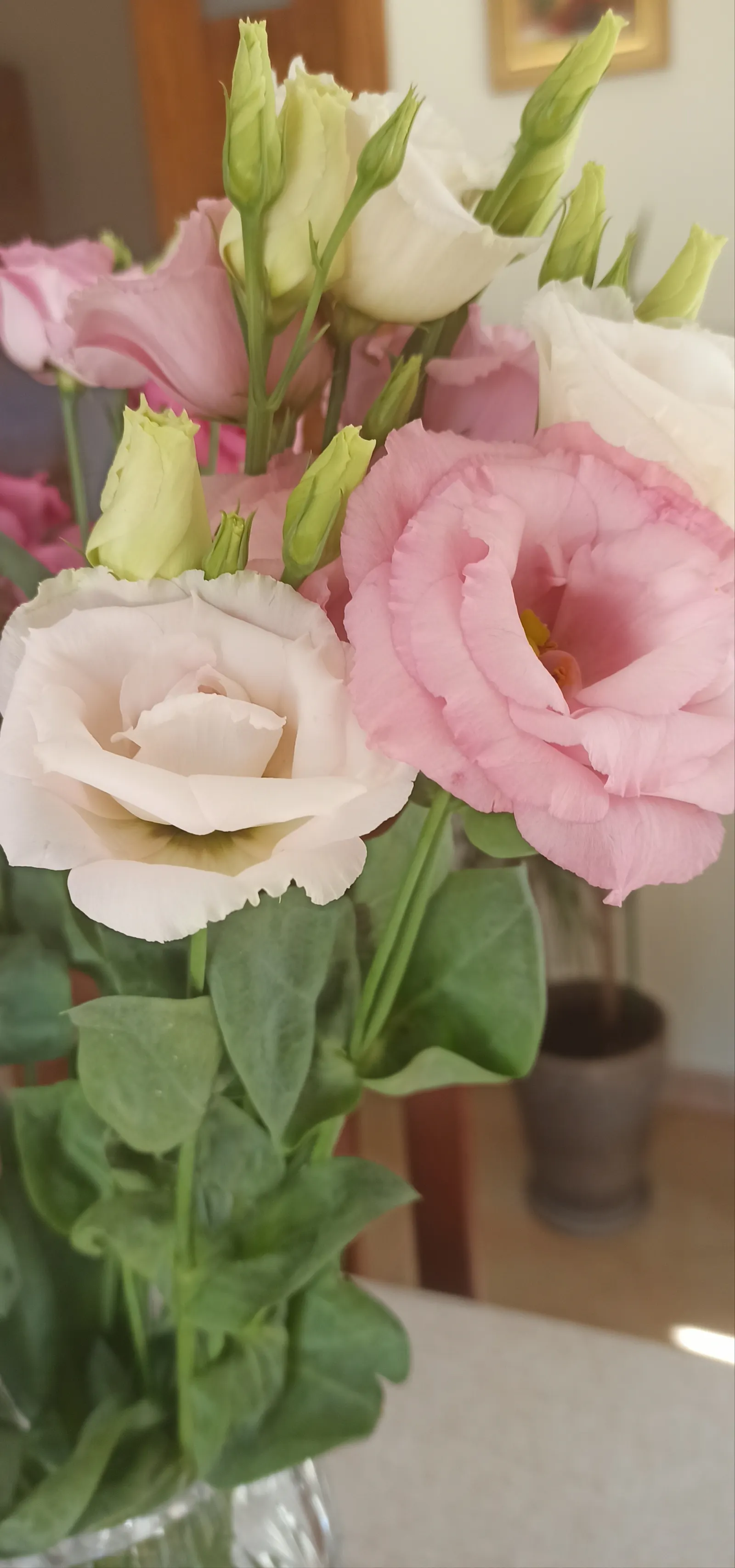 Lisianthus (Eustoma Grandiflorum) — wide-ranging color palette encompassing pastels to deep hues; requiring a minimum of six hours of direct, image 68