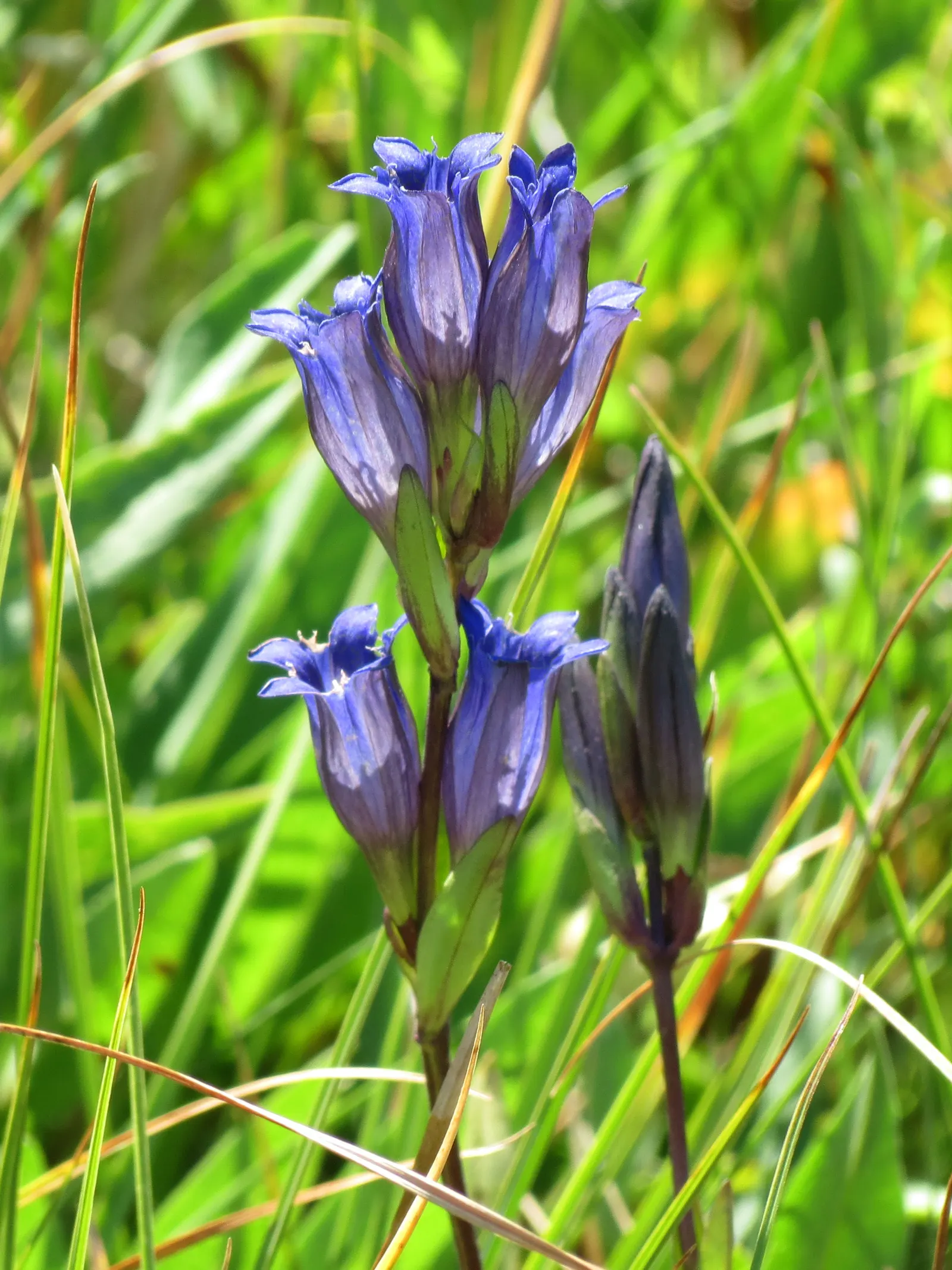Lisianthus (Eustoma Grandiflorum) — and can be single or double
