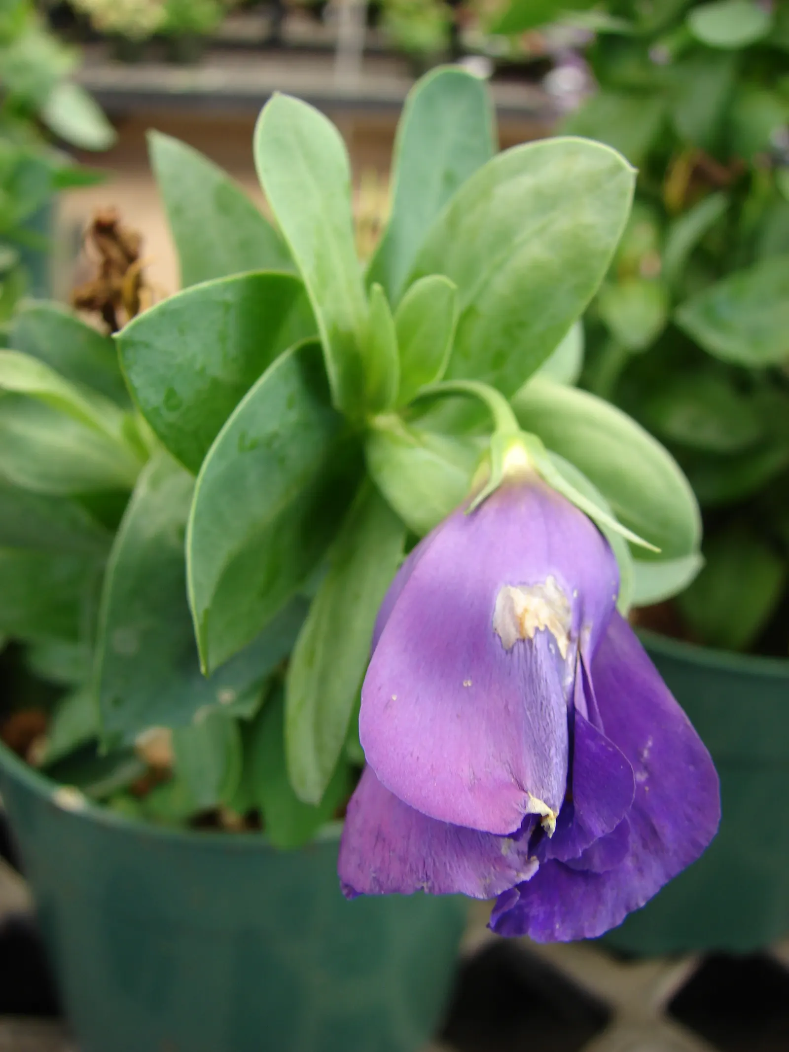 Lisianthus (Eustoma Grandiflorum) — With moderate maintenance; adding a touch of flair from early summer through the first frost, image 62