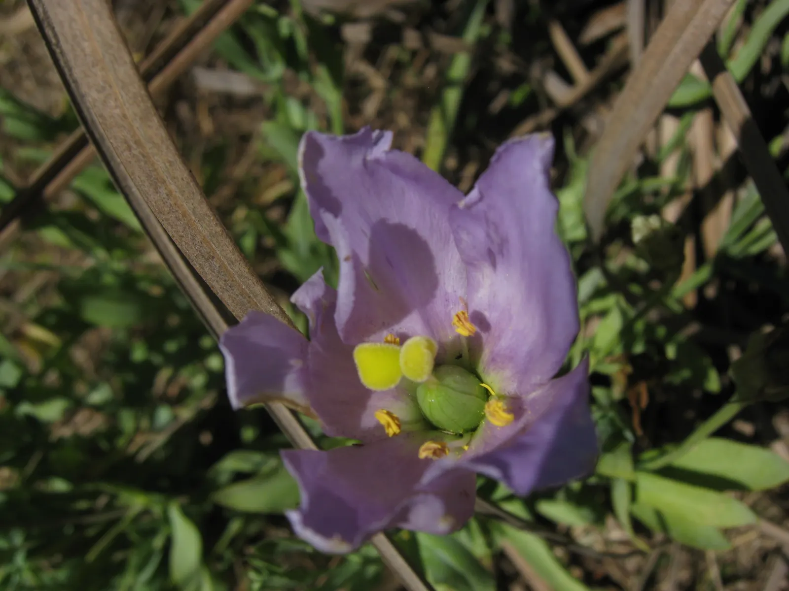 Lisianthus (Eustoma Grandiflorum) — scientifically known as Eustoma grandiflorum