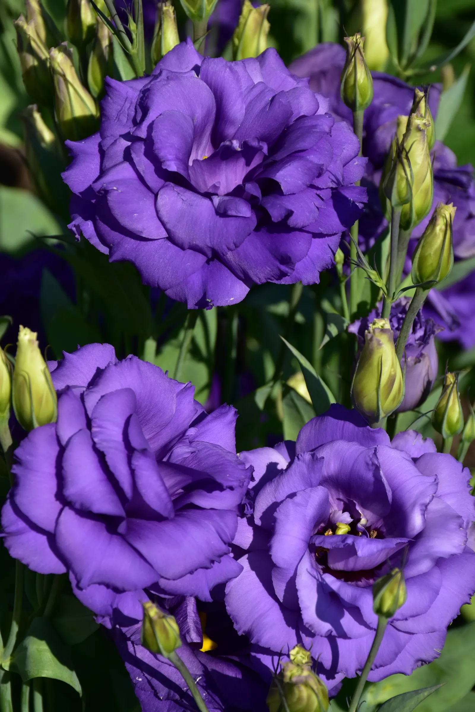 Lisianthus (Eustoma Grandiflorum) — The ruffled bell-shaped blooms, up to 3 inches across, sit atop slender stems reaching 1‚Äì3 feet in height; with moderate