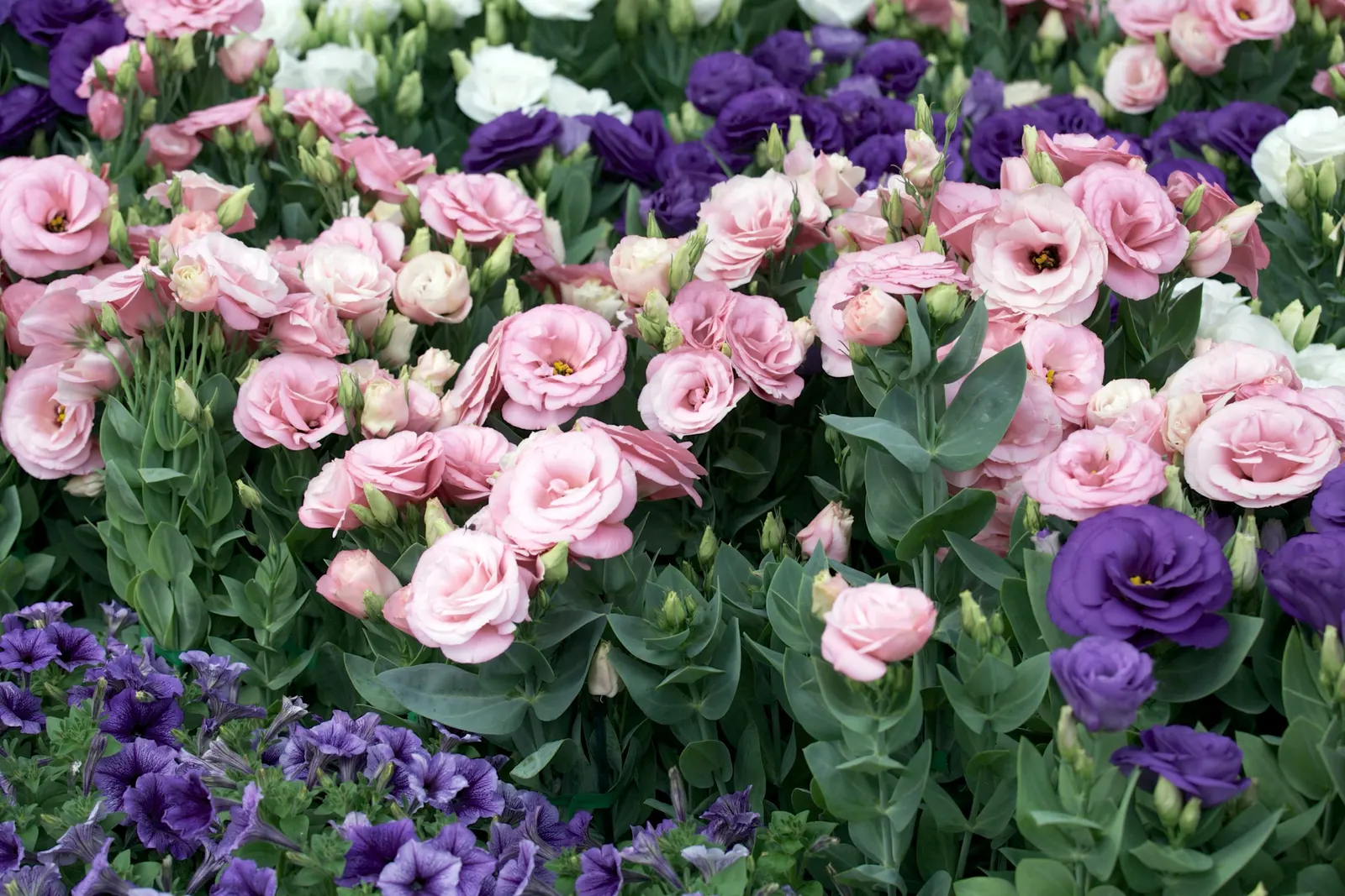Lisianthus (Eustoma Grandiflorum) — heralds elegance with its lush; preferring full sun, this perennial (often grown as an annual) graces gardens, image 45