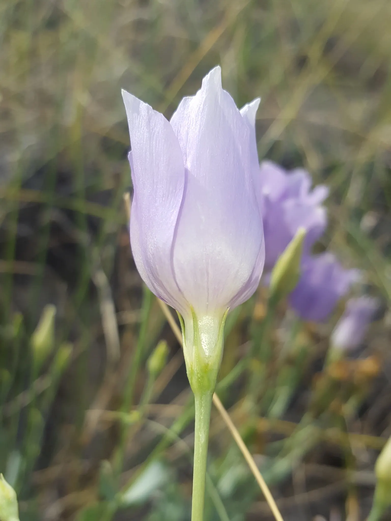 Lisianthus (Eustoma Grandiflorum) — annual / biennial with blue and pink and purple and white blooms; and can be single or double, image 65