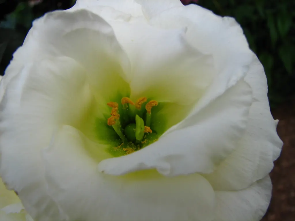 Lisianthus (Eustoma Grandiflorum) — With moderate maintenance; adding a touch of flair from early summer through the first frost