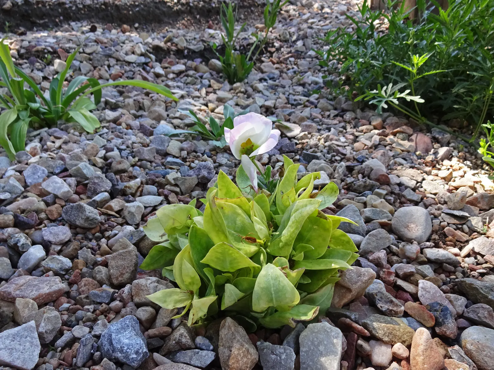 Lisianthus (Eustoma Grandiflorum) — boasting a vase life that can extend beyond two weeks; these flowers are supremely suited for cutting gardens, image 59