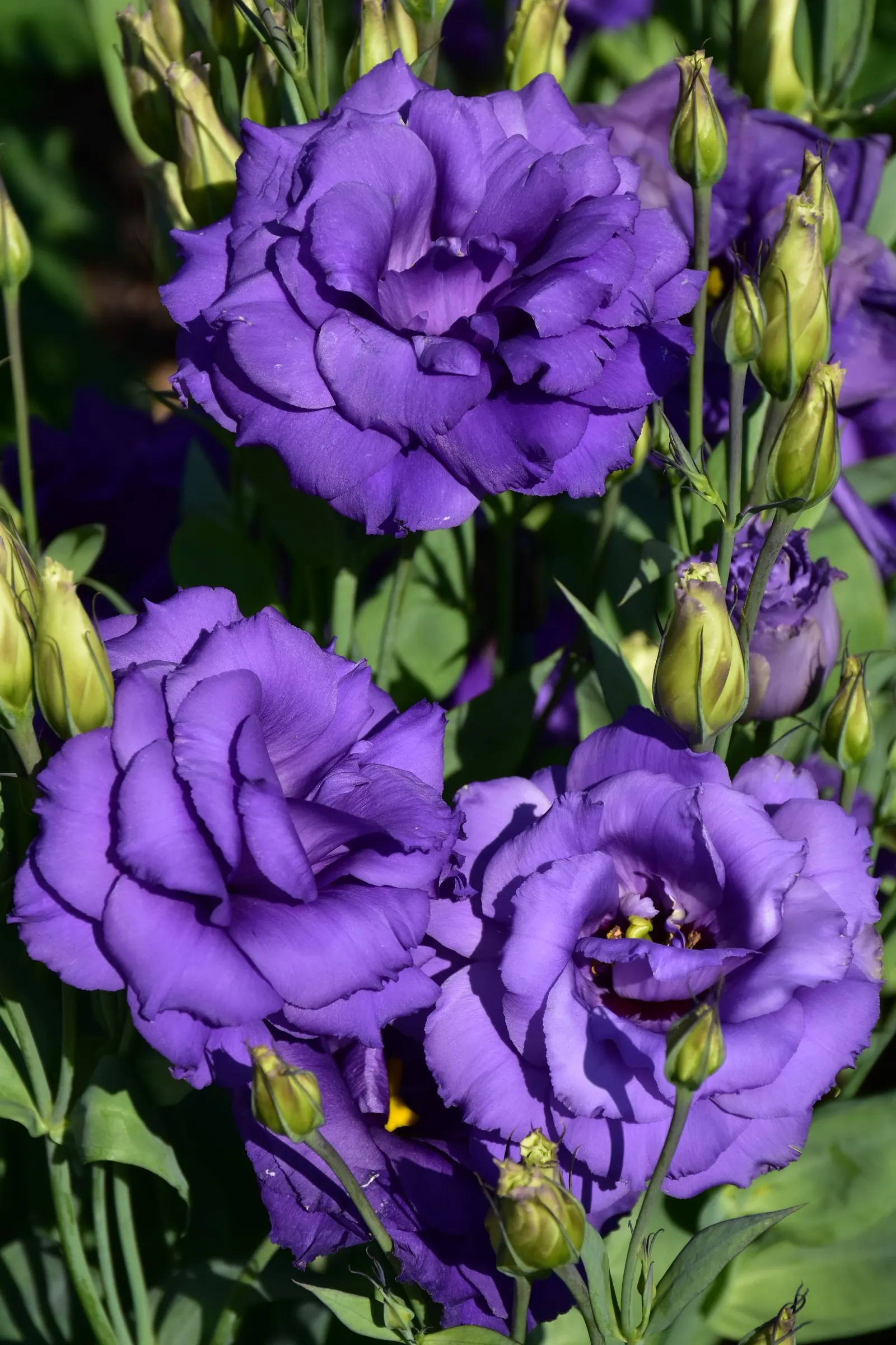 Lisianthus (Eustoma Grandiflorum) — annual / biennial with blue and pink and purple and white blooms