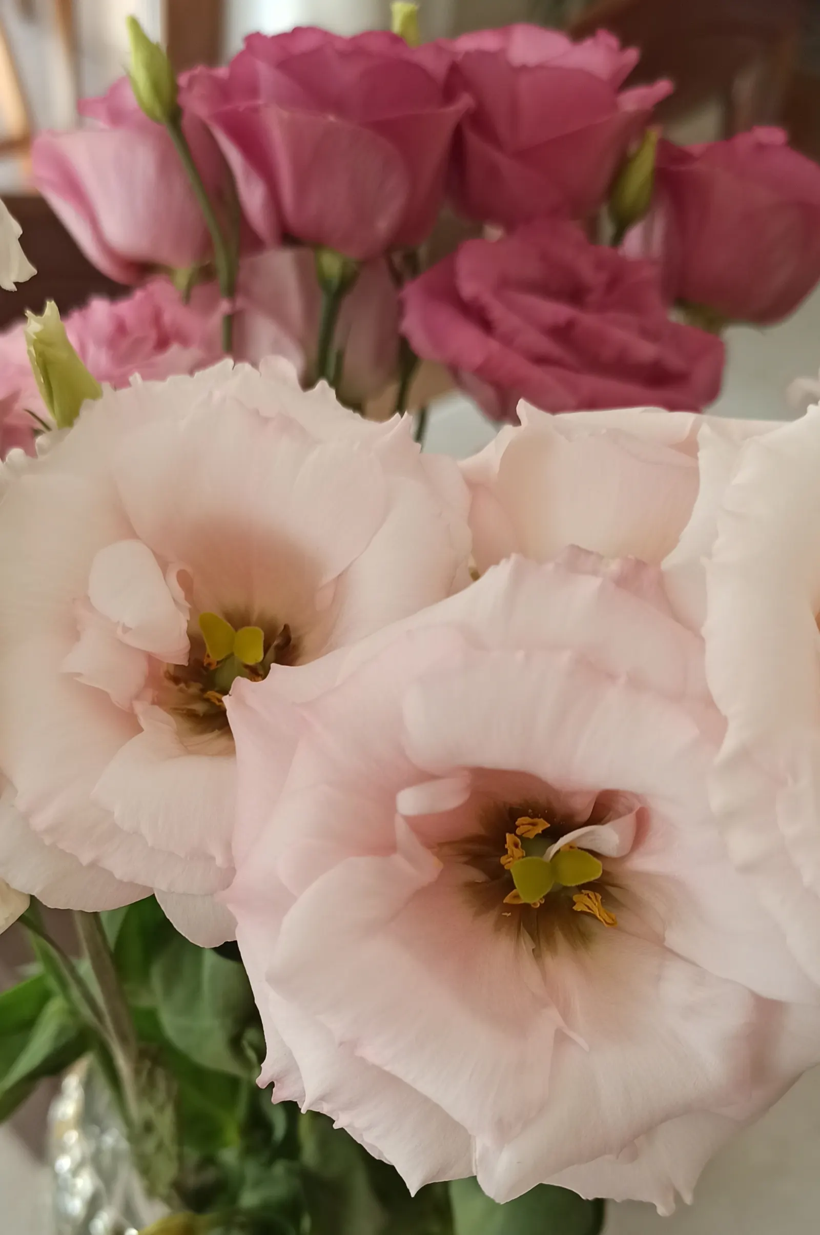 Lisianthus (Eustoma Grandiflorum) — the Lisianthus can reach heights of up to 24 inches with a spread of about 12 inches; ensuring their role as a favored