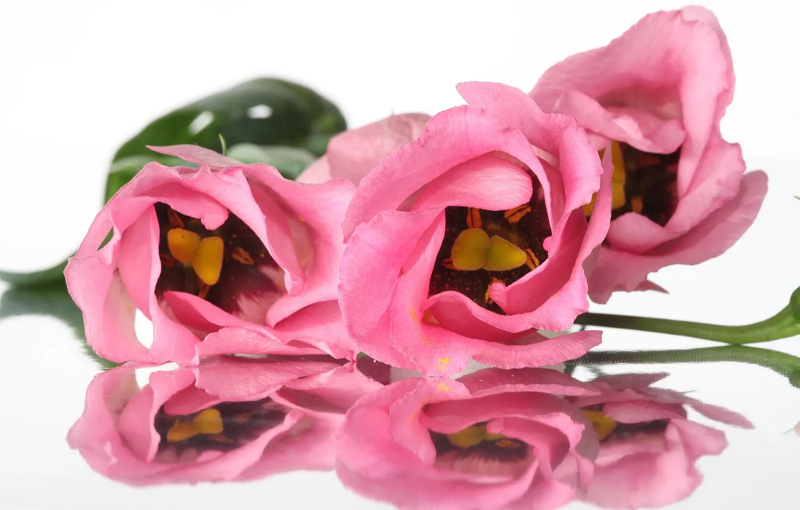 Lisianthus (Eustoma Grandiflorum) — wide-ranging color palette encompassing pastels to deep hues