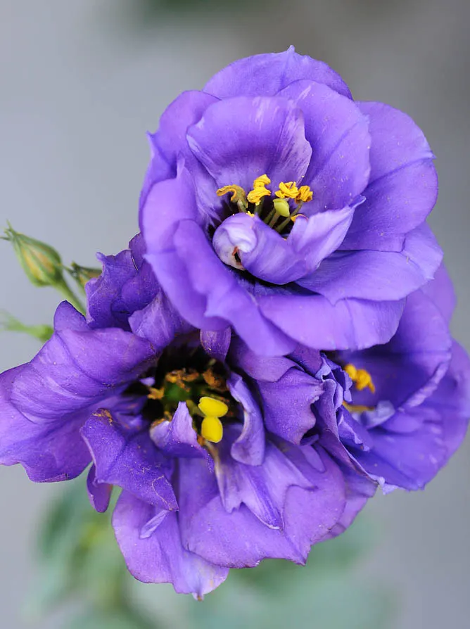 Lisianthus (Eustoma Grandiflorum) — the Lisianthus can reach heights of up to 24 inches with a spread of about 12 inches