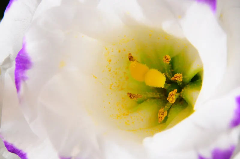 Lisianthus (Eustoma Grandiflorum) — Originating from warm regions of the American South
