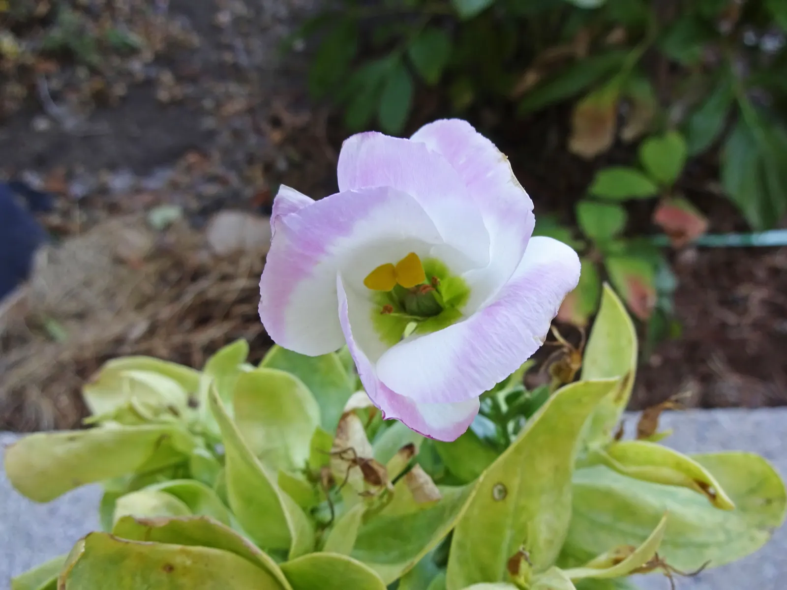 Lisianthus (Eustoma Grandiflorum) — scientifically known as Eustoma grandiflorum; water regularly to maintain moist soil but avoid overwatering as this plant
