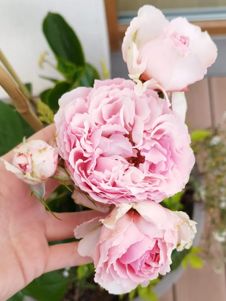 Lisianthus (Eustoma Grandiflorum) — Originating from warm regions of the American South; wide-ranging color palette encompassing pastels to deep hues