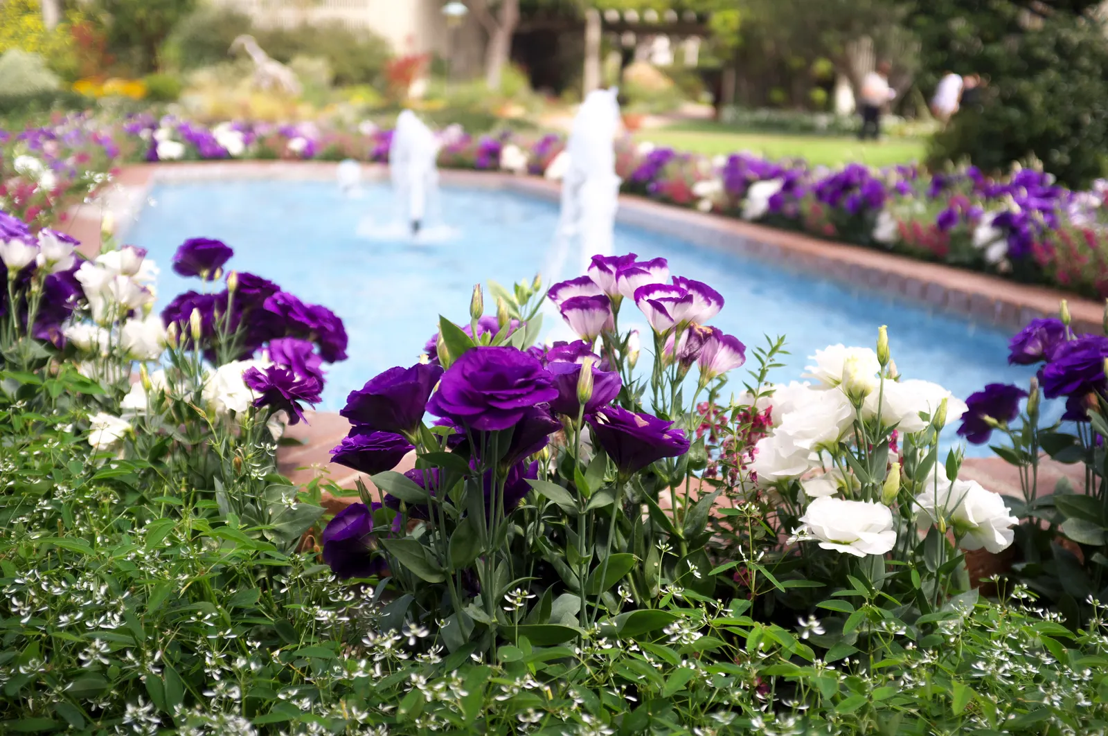 Lisianthus (Eustoma Grandiflorum) — annual / biennial for full; regular deadheading will promote continued blooming and robust growth throughout, image 66