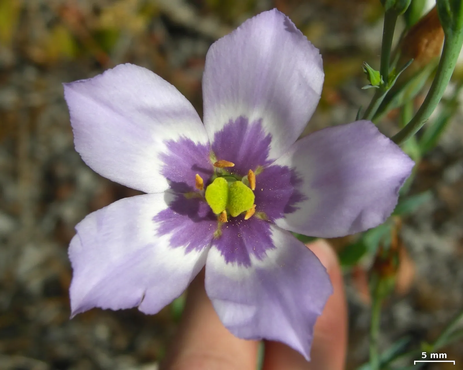 Lisianthus (Eustoma Grandiflorum) — ensuring their role as a favored choice for floral arrangements.<br><br>For a successful Lisianthus display, image 60