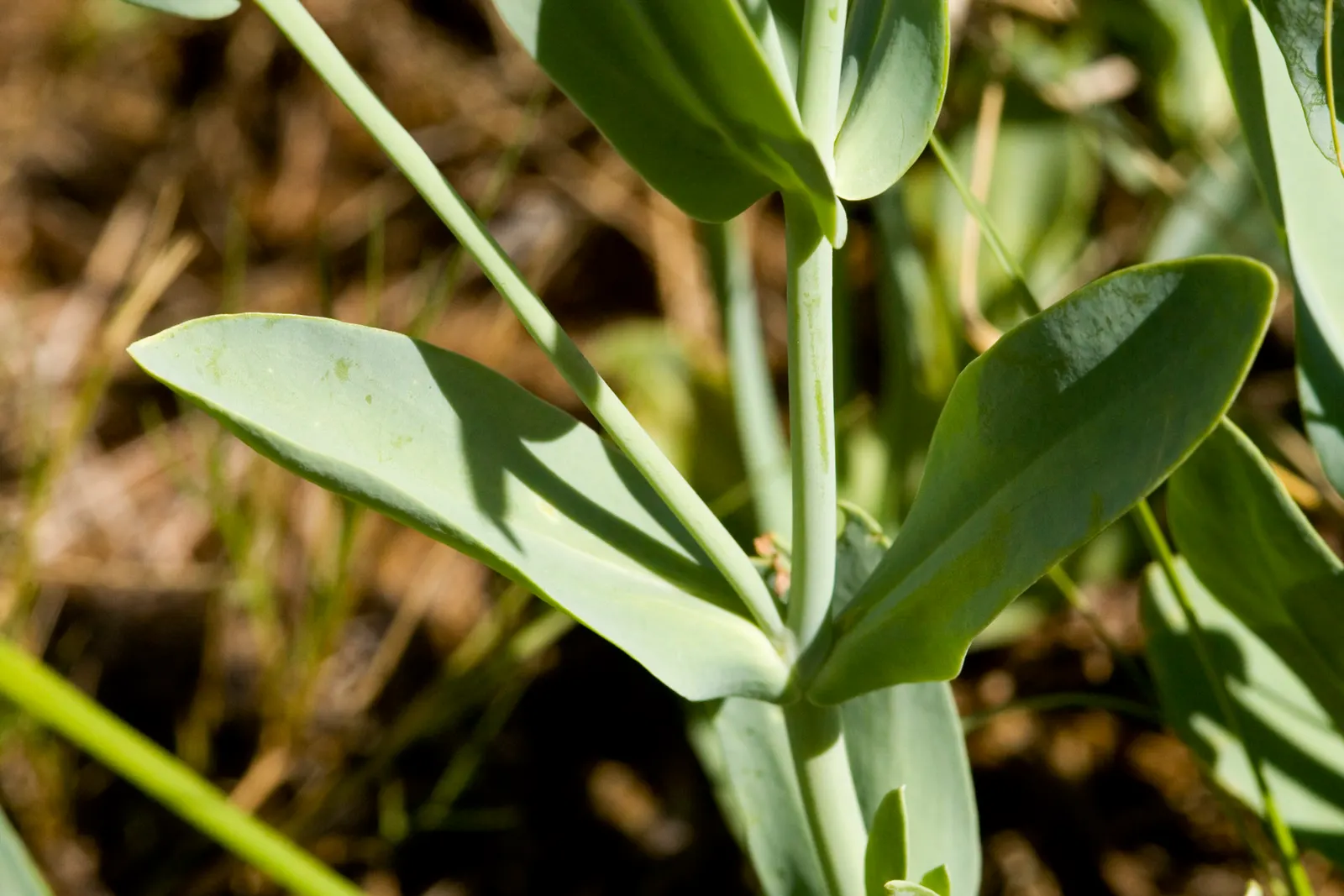 Lisianthus (Eustoma Grandiflorum) — annual / biennial for full