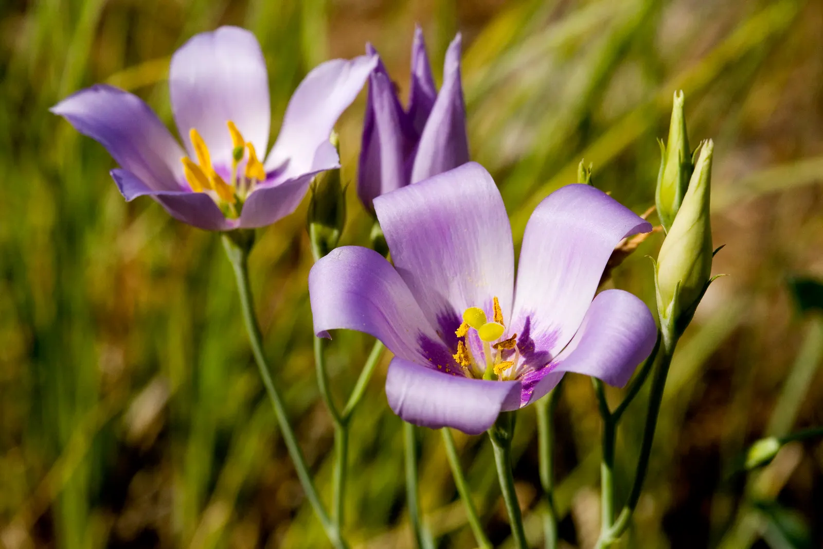 Lisianthus (Eustoma Grandiflorum) — These flowers are supremely suited for cutting gardens