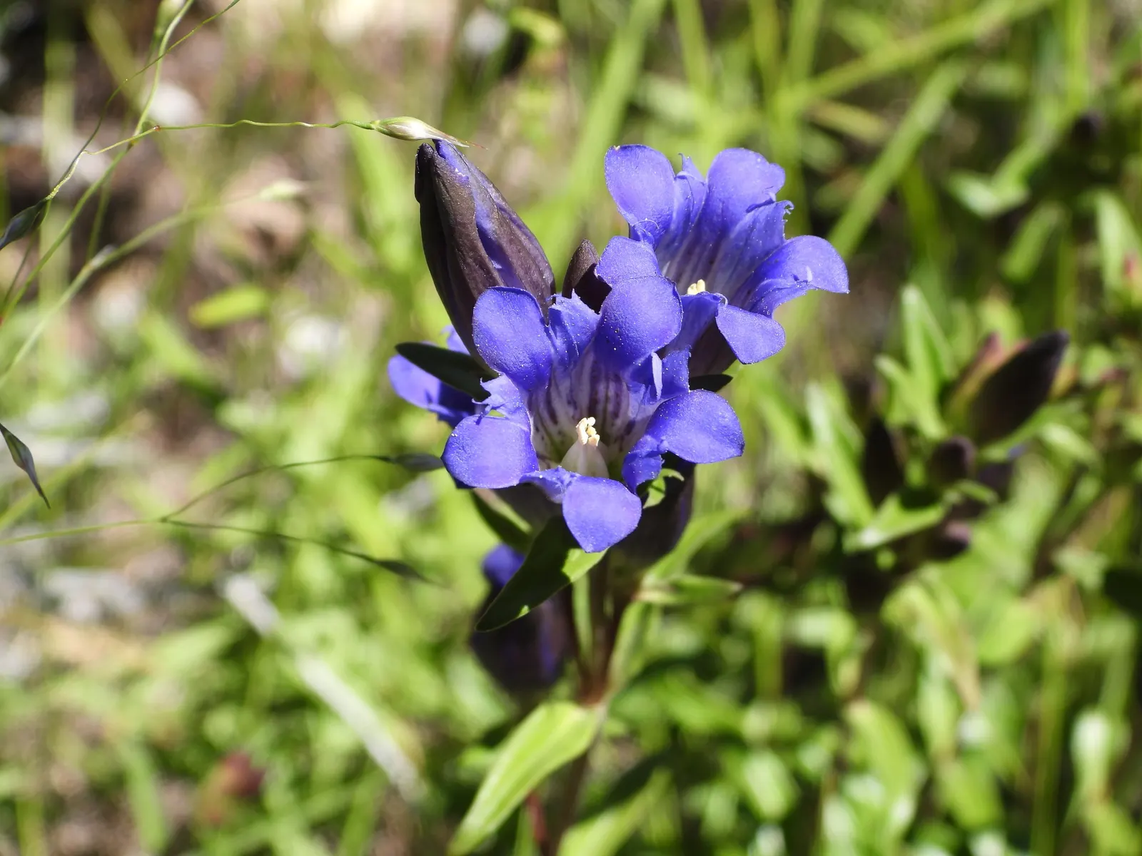 Lisianthus (Eustoma Grandiflorum) — adding a touch of flair from early summer through the first frost; annual / biennial for full