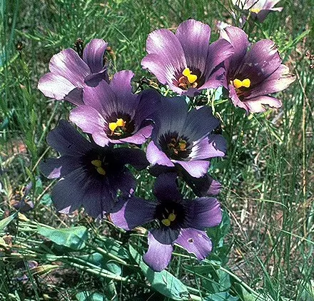 Lisianthus (Eustoma Grandiflorum) — wide-ranging color palette encompassing pastels to deep hues; requiring a minimum of six hours of direct, image 46