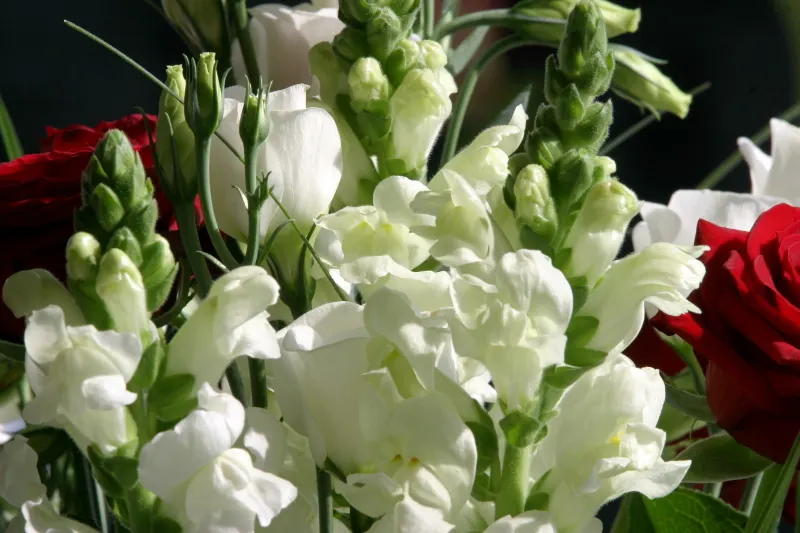 Lisianthus (Eustoma Grandiflorum) — boasting a vase life that can extend beyond two weeks; these flowers are supremely suited for cutting gardens