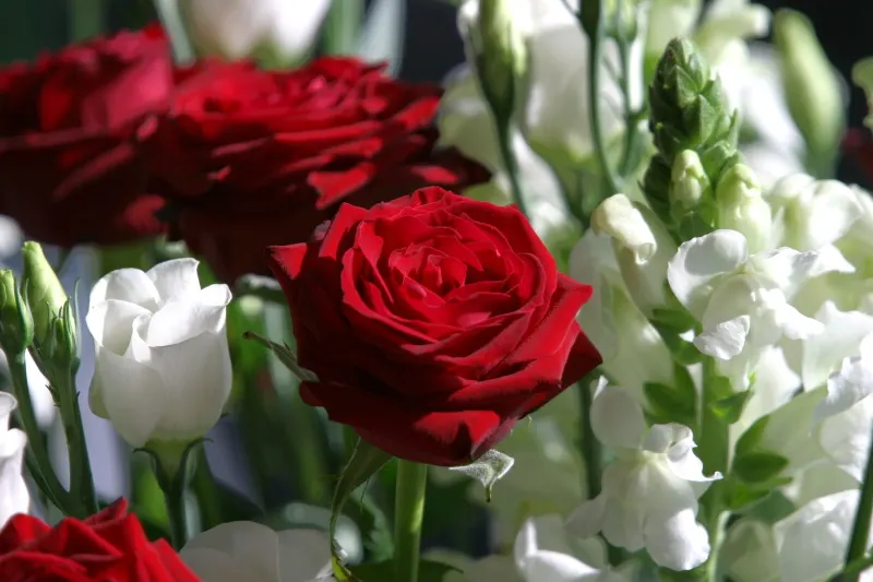 Lisianthus (Eustoma Grandiflorum) — Preferring full sun, this perennial (often grown as an annual) graces gardens with a long flowering period; the, image 70